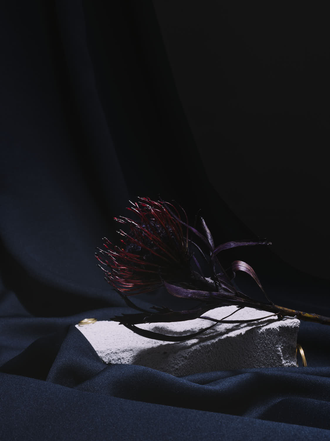 Schattenblüte Edition