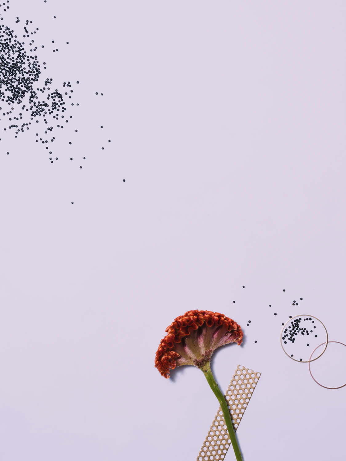 Zerstreute Blüte Edition